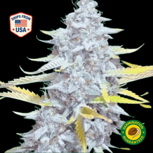 Twisted-Helix-Feminized-Seeds