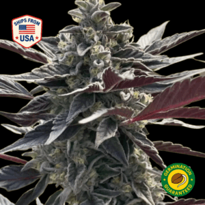 Vanilla-Frosting-Feminized-Seeds