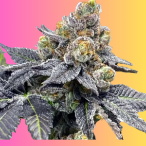auto-mango-og-cannabis-seeds