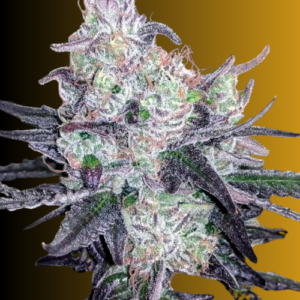 Auto OGKZ cannabis seeds