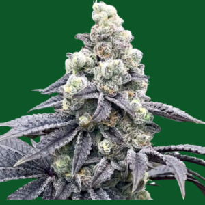 auto-pineaple-chem-cannabis-seeds