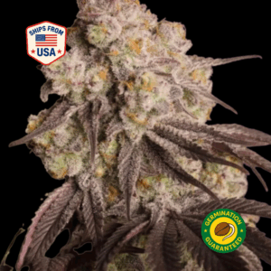 big-sandy-feminized-seeds