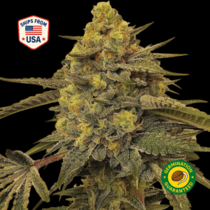 capital-haze-feminized-seeds
