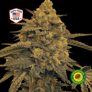 forbidden-boogie-feminized-seeds