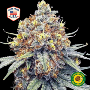 sundae-driver-19-feminized-seeds