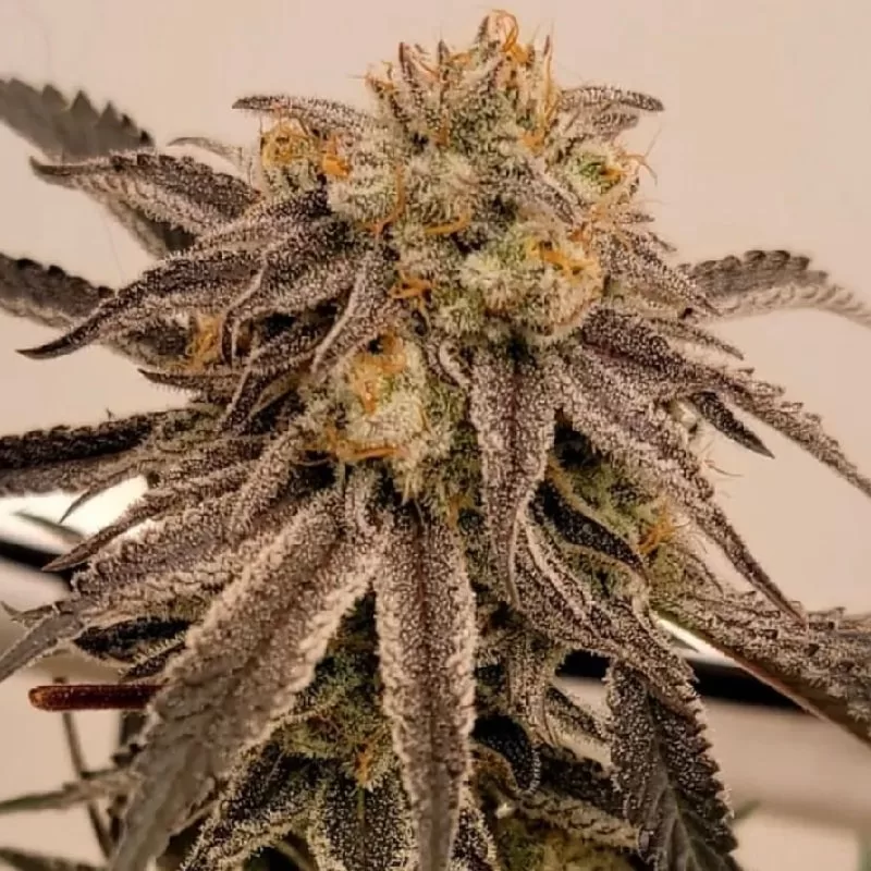 Auto Lsd Goo Autoflowering Seeds