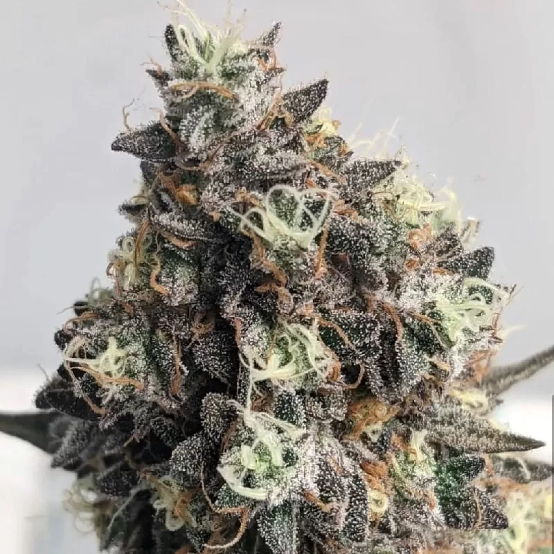 Auto Lsd Runtz Autoflower Seeds