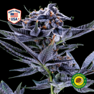 Blue-Razzsicle-Feminized-Seeds