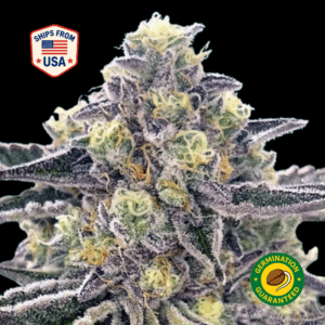 Gingerbread-Man-feminized-seeds