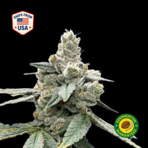 Honey-Biscuit-feminized-seeds