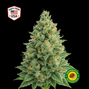 Orig.Diesel-MT4-Feminized-Seeds