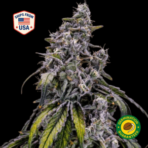 Strawnana-MT4-Ferminised-Seeds