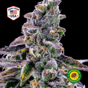 White-Hot-Guava-Feminized-Seeds