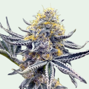 banana banshee feminized seeds