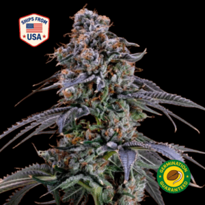 bermuda-punch-mt4-feminized-seeds