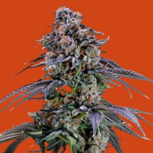 Banana Kush feminized seeds