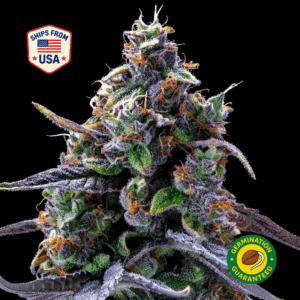 berry-froyo-feminized-seeds-punch-mt4-feminized-seeds