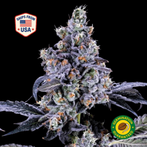 double-scoop-feminized-seeds