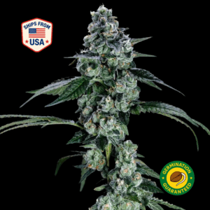 gelato-41-mt4-feminized-seeds