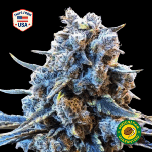 24K-Gold-Feminized-Seeds