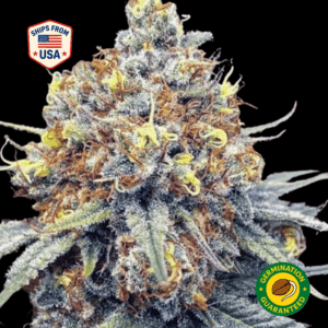 3-Kings-Feminized-Seeds