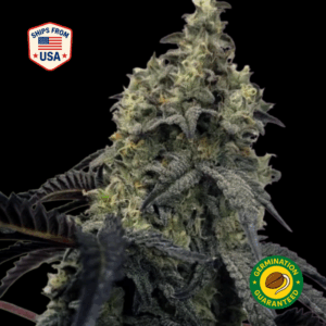 Afghan-Kush-feminized-seeds