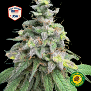 Alien-Gorilla-Glue-Feminized-Seeds