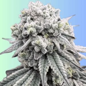 Auto MoonShine Cookies Auto-Flower Seeds