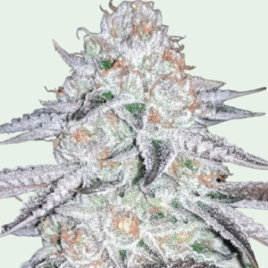 Auto Orange Cream Auto-Flower Seeds