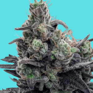 Auto Quarter Pounder Auto-Flower Seeds