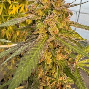 Auto Rainbow Kush Auto-Flower Seeds