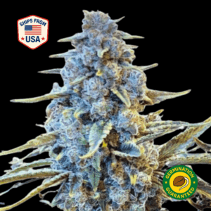 Blackberry-Kush-Feminized-Seeds