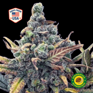 Blue-Dream-Feminized-Seeds