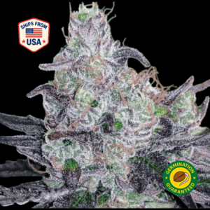 Colombian-Gold-Feminized-Seeds