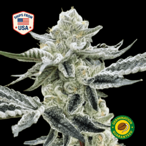 Gorilla-Glue-Feminized-Seeds