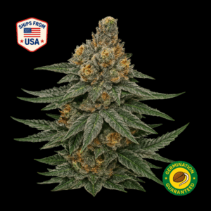 Jealousy-feminized-seeds