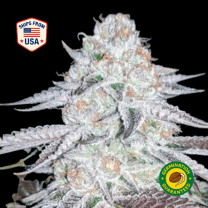 Master-Kush-feminized-seeds