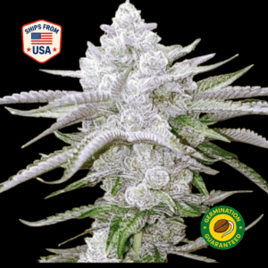 PlatinumBubba-Feminized-Seeds