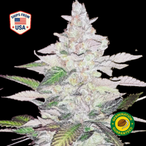 Rockstar-Feminized-Seeds
