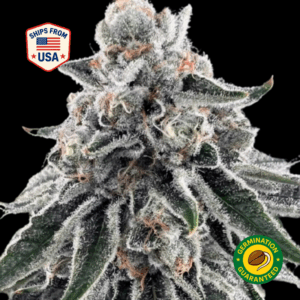 auto-grape-killer-haze-feminized-seeds
