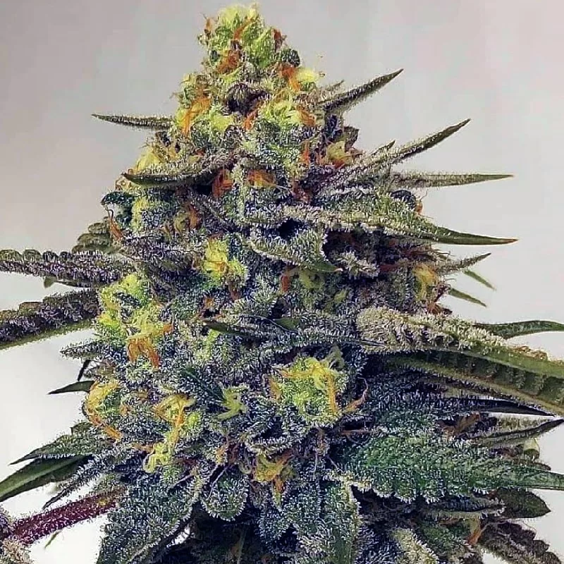 Auto Low Ryder Autoflower Seeds