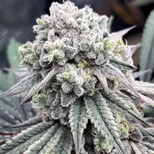 Auto Moonshine Cookies Autoflower Seeds