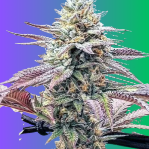 auto-purple-sunset-autoflower-seeds