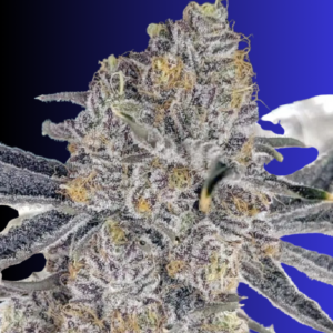 Auto Red Devil Auto-Flower Seeds