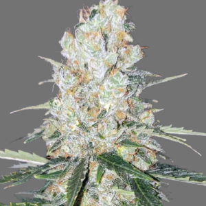 Auto Sherbert Auto-Flower Seeds