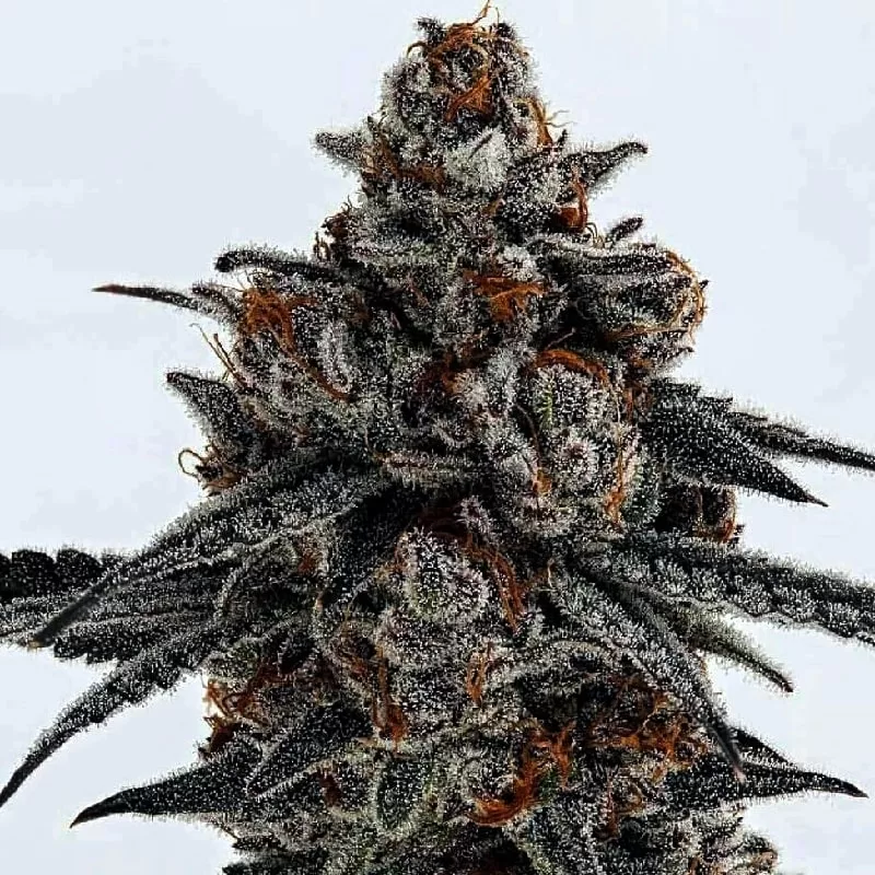 Auto Tahoe Og Autoflower Seeds