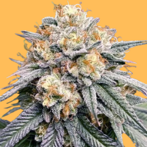 auto-tangerine-autoflower-seeds