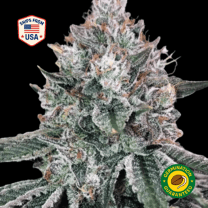 Acaiberry-Gelato-Feminized-Seeds