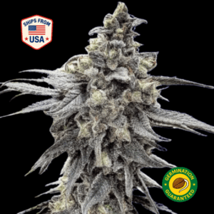 Animal-Cookies-Feminized-Seeds