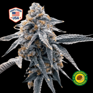 Bacio-Gelato-Feminized-Seeds